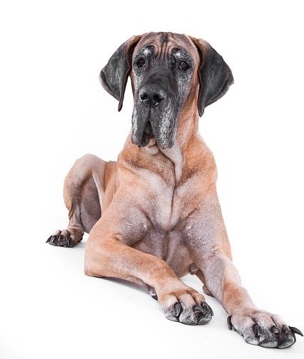 What Are the Signs of Aging in a Dog?