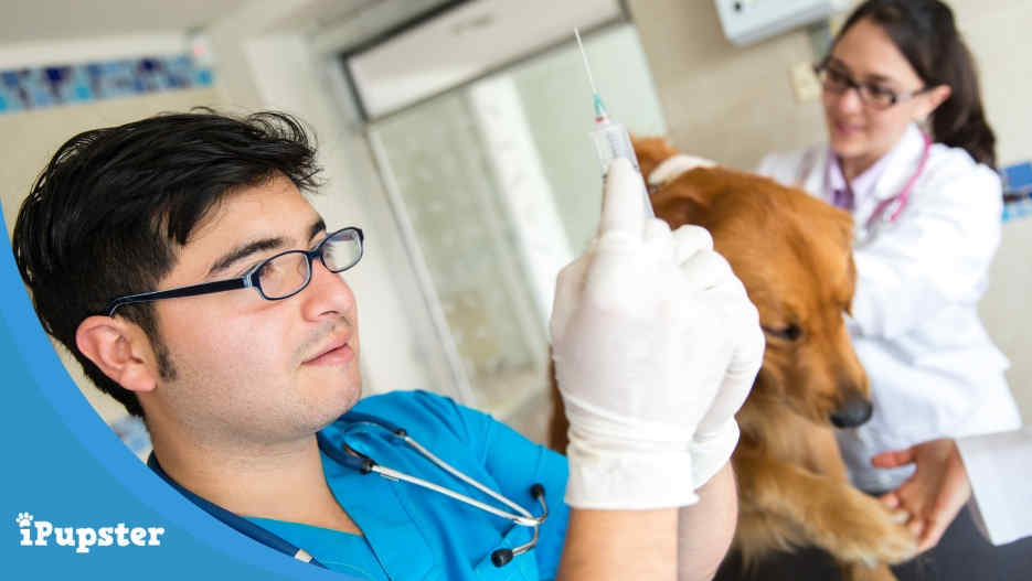 A Pet Parent's Guide to Dog Vaccinations: What They Need, When and Why