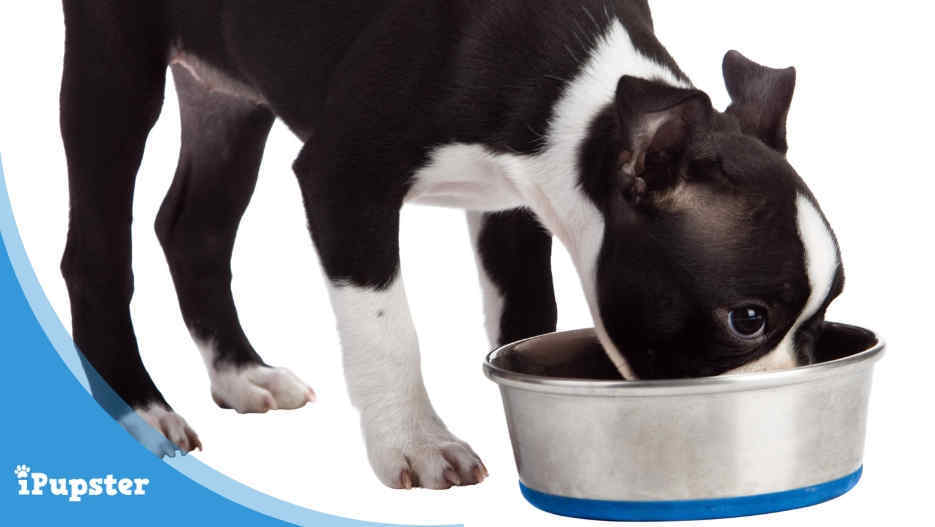 Diet and Nutrition for Boston Terriers