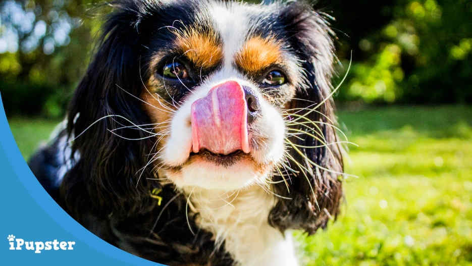 Nutrition and Best Foods for Cavaliers