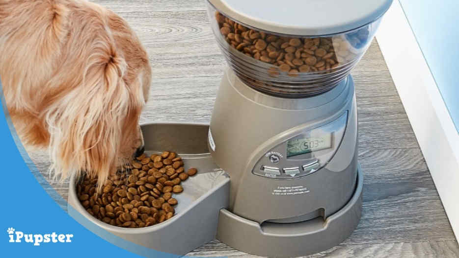 Best Automatic Dog Food Feeder