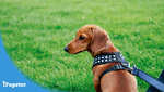 Small and Toy Breed Dog Harnesses