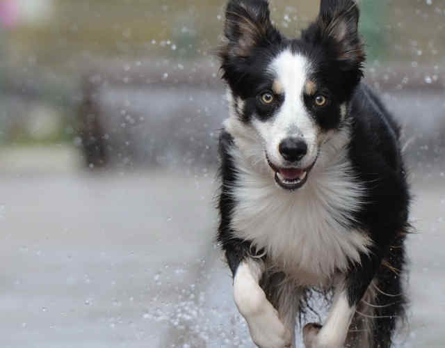Border Collie Physical Exercise