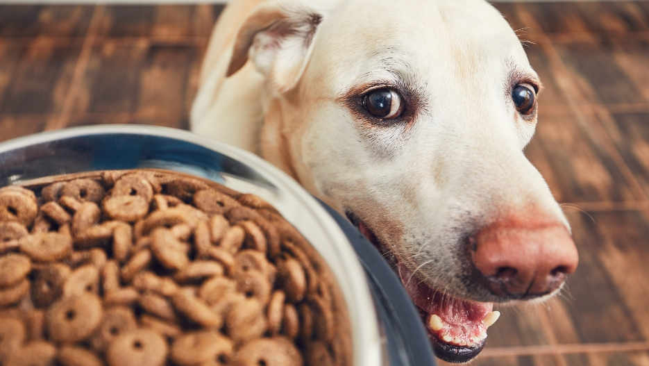 Benefits of A Food Dispenser for Dogs