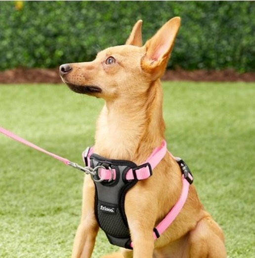 This harness is made with high-quality nylon webbing for durability.