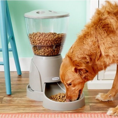 best dog automatic feeder