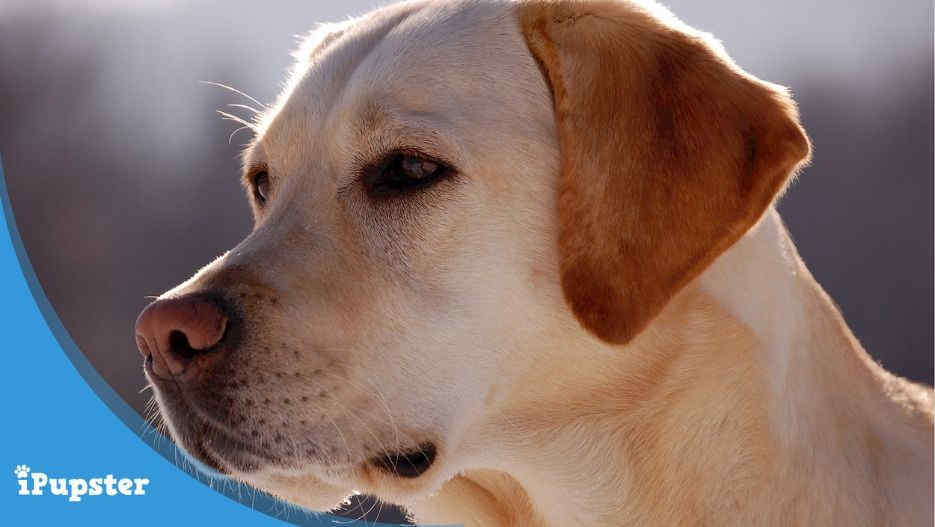 Cost of Insuring a Labrador Retriever