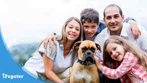 Pet Insurance for Boxer Dogs