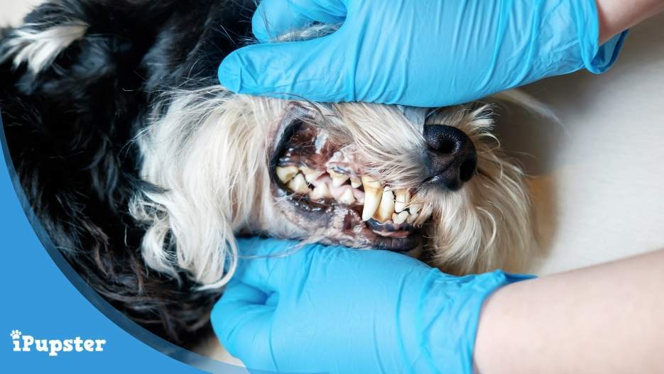 A dog at the dentist with plaque and tartar
