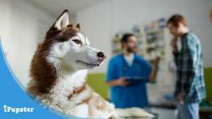 Pet insurance for dogs with pre-existing conditions