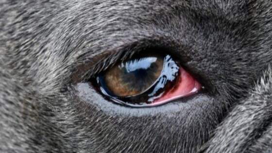 Eye infection in a bulldog
