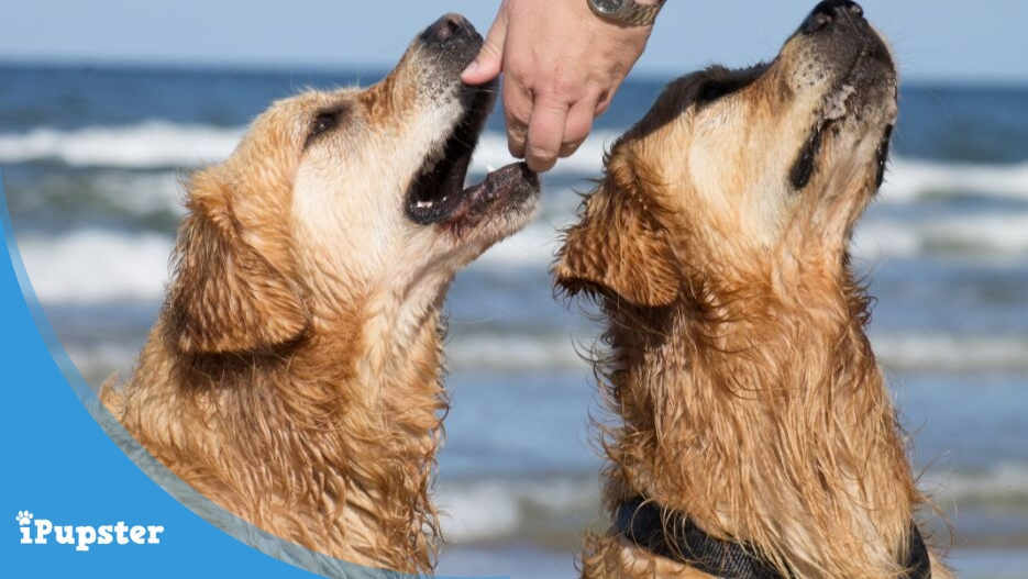 Two pups in the sea getting treats