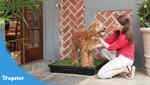 Puppy training on an indoor outdoor dog potty