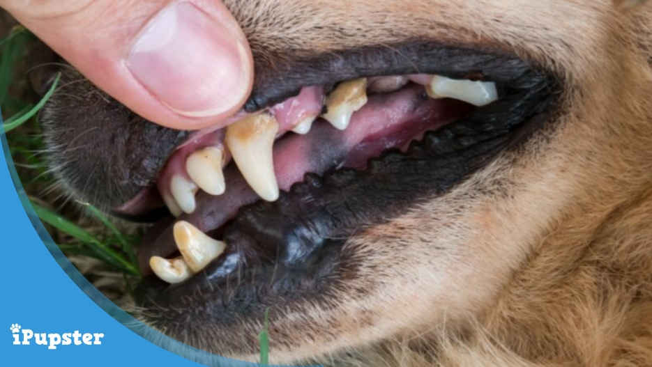 Dental Plaque Build Up in Dogs