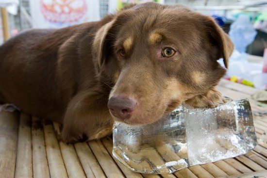 Dog cooling off on an ice cube