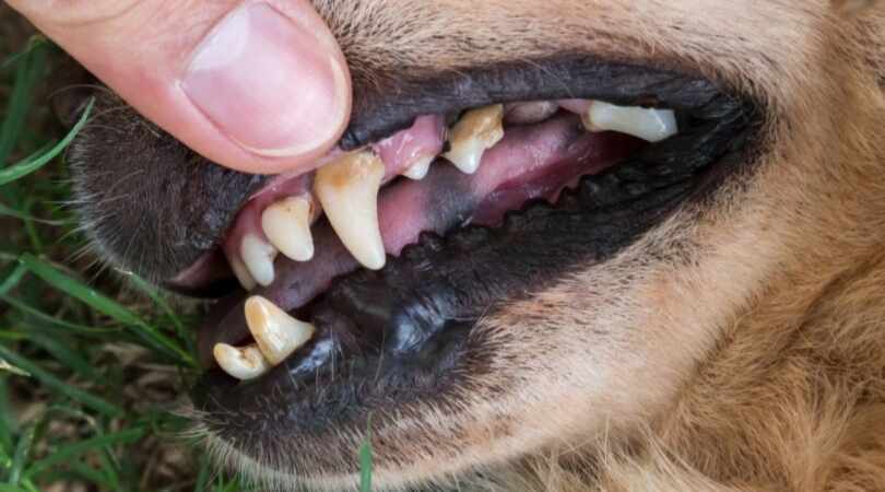 Dog with mild plaque accumulation