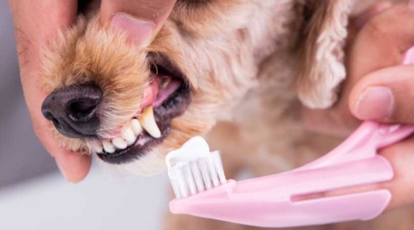 Dental care for dogs - toothpaste and toobrush