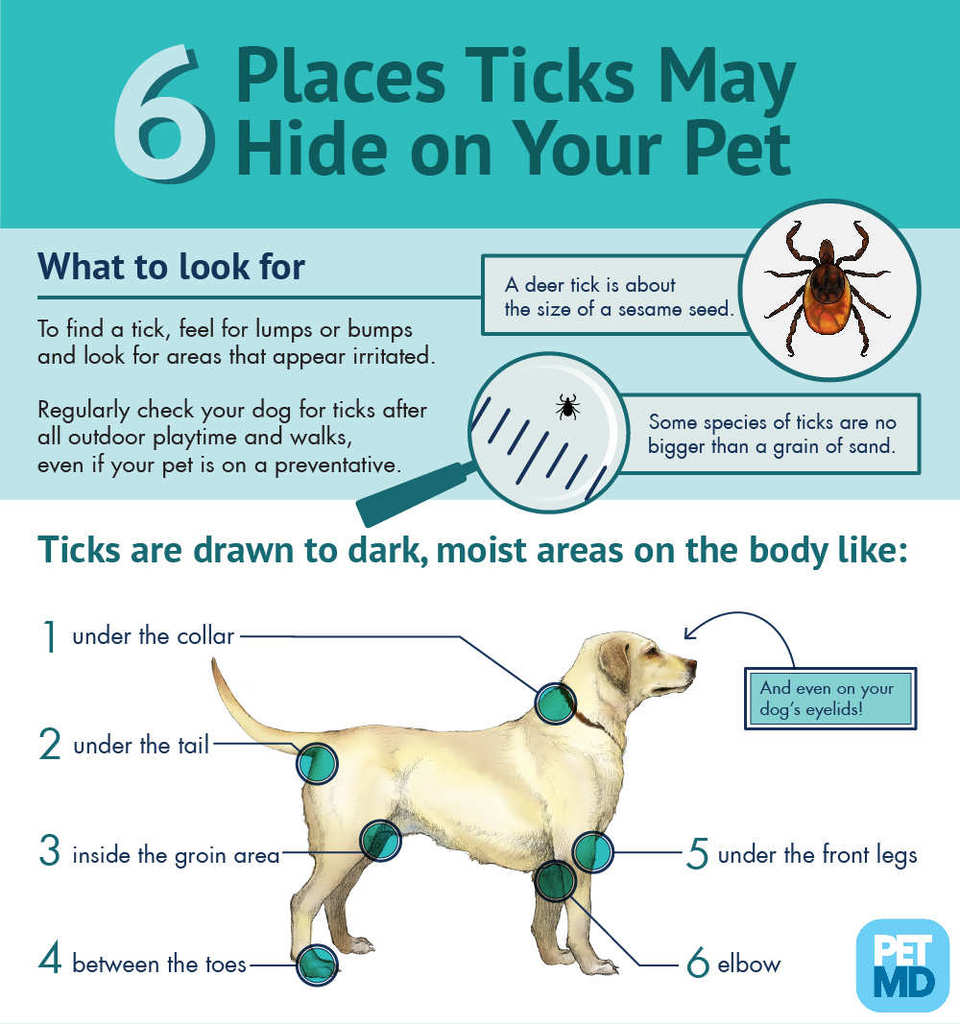 Where ticks hide on a dog
