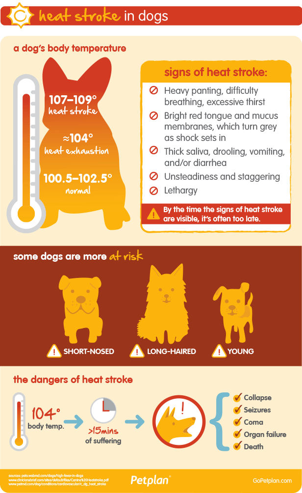Signs of Heat Exhaustion in Dogs