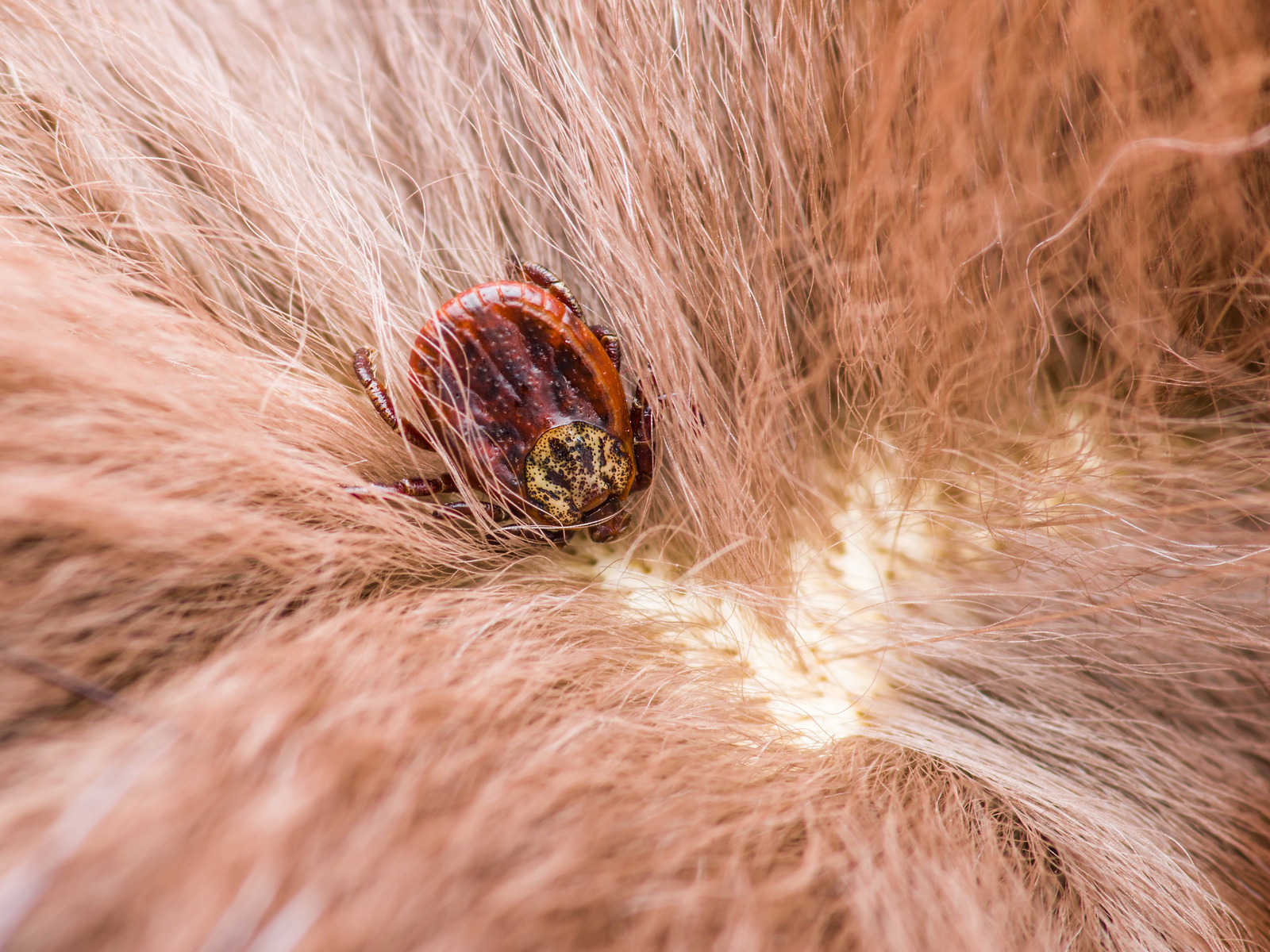 Signs and Symptoms of Lyme Disease in Dogs