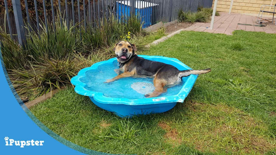 Best Pool for Dogs