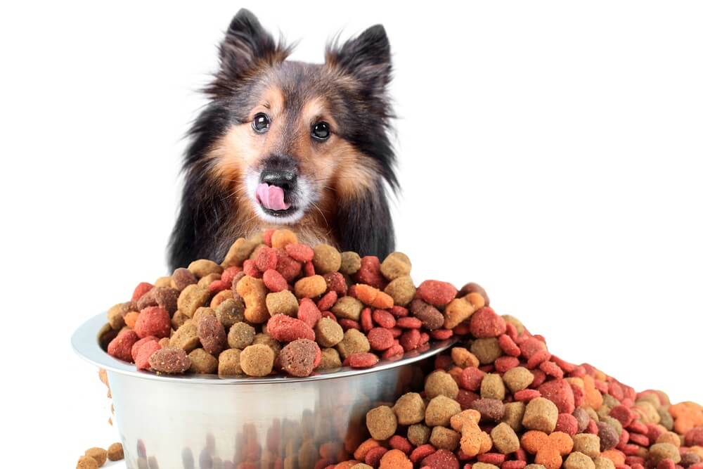 An overfilled dog food bowl and a Sheltie dog