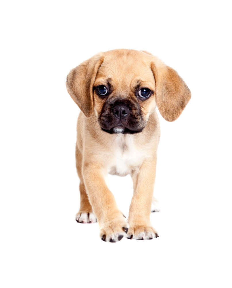A cute Beagle puppy dog