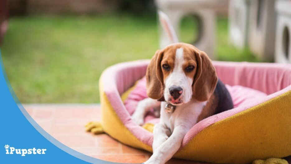 small cute beagle dog sitting on what is the best dog bed