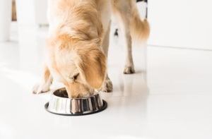 Nutrition and Diet Tips for Golden Retrievers