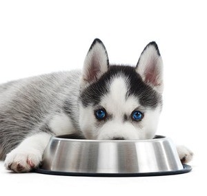 Nutrition and Diet Tips for Huskies