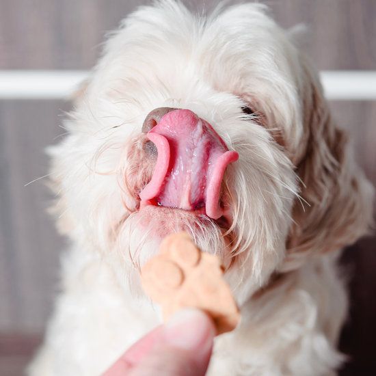 Owner feeding Lhasa Apso with a treat biscuit