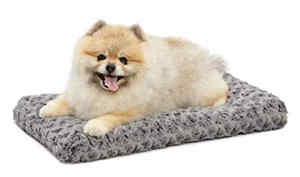 Cute Pomeranian sitting on a bed mat