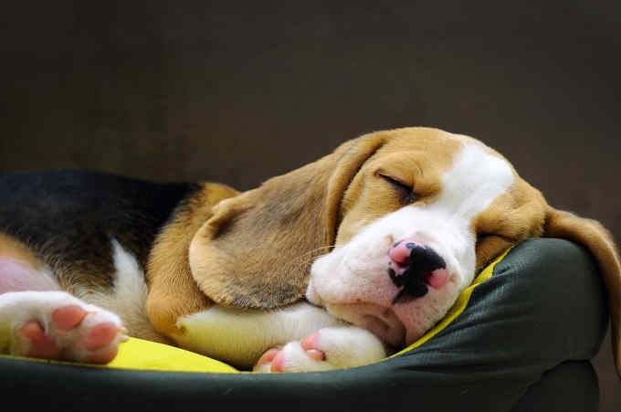 Beagle puppy sleeping in a bolster dog bed