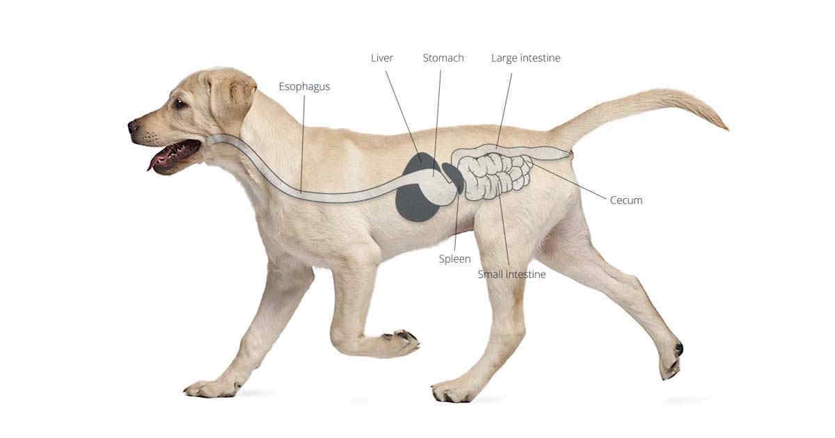An image showing the location of the esophagus in a dog.