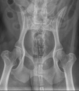 How to recognize hip dysplasia in dogs