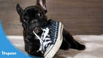 Cute Bulldog puppy biting on a shoe