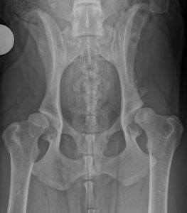 Abnormal Hip Joints in Dogs with Hip Dysplasia
