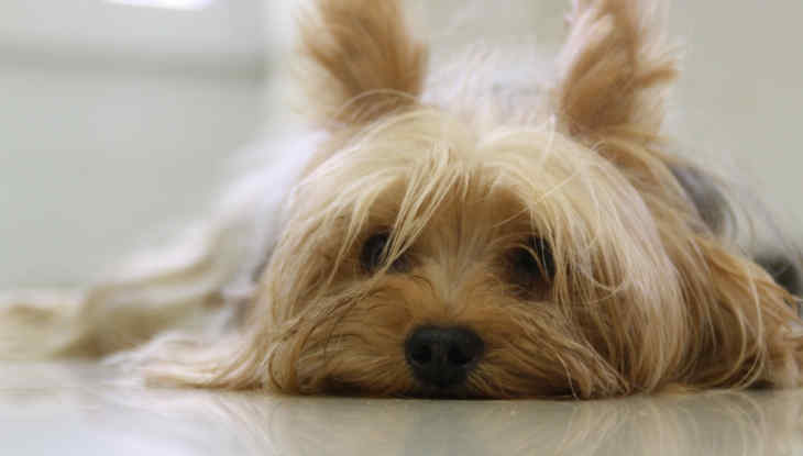 Sensitive Digestion in Dogs FAQsr