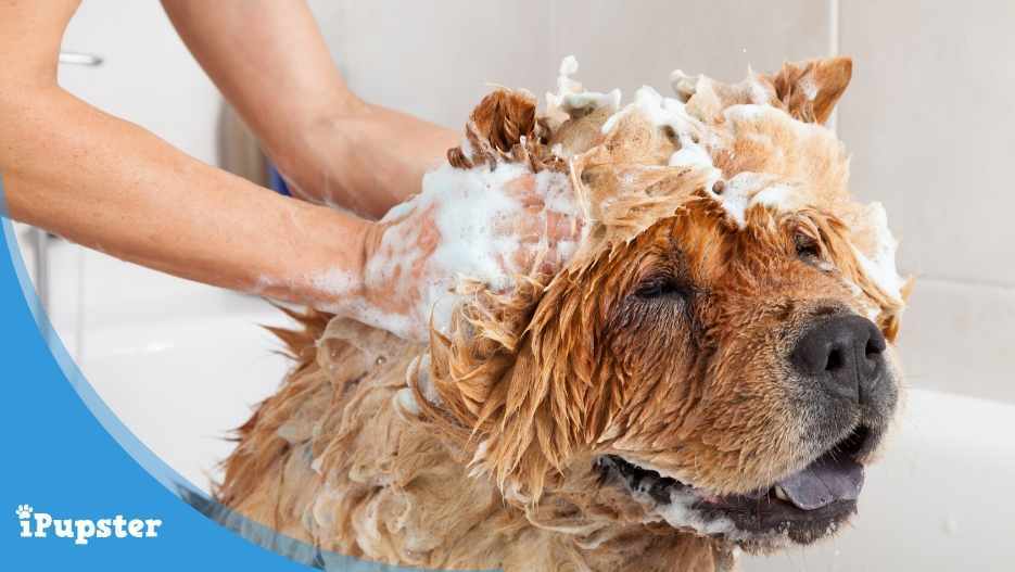 Cute chow chow dog getting shampooed