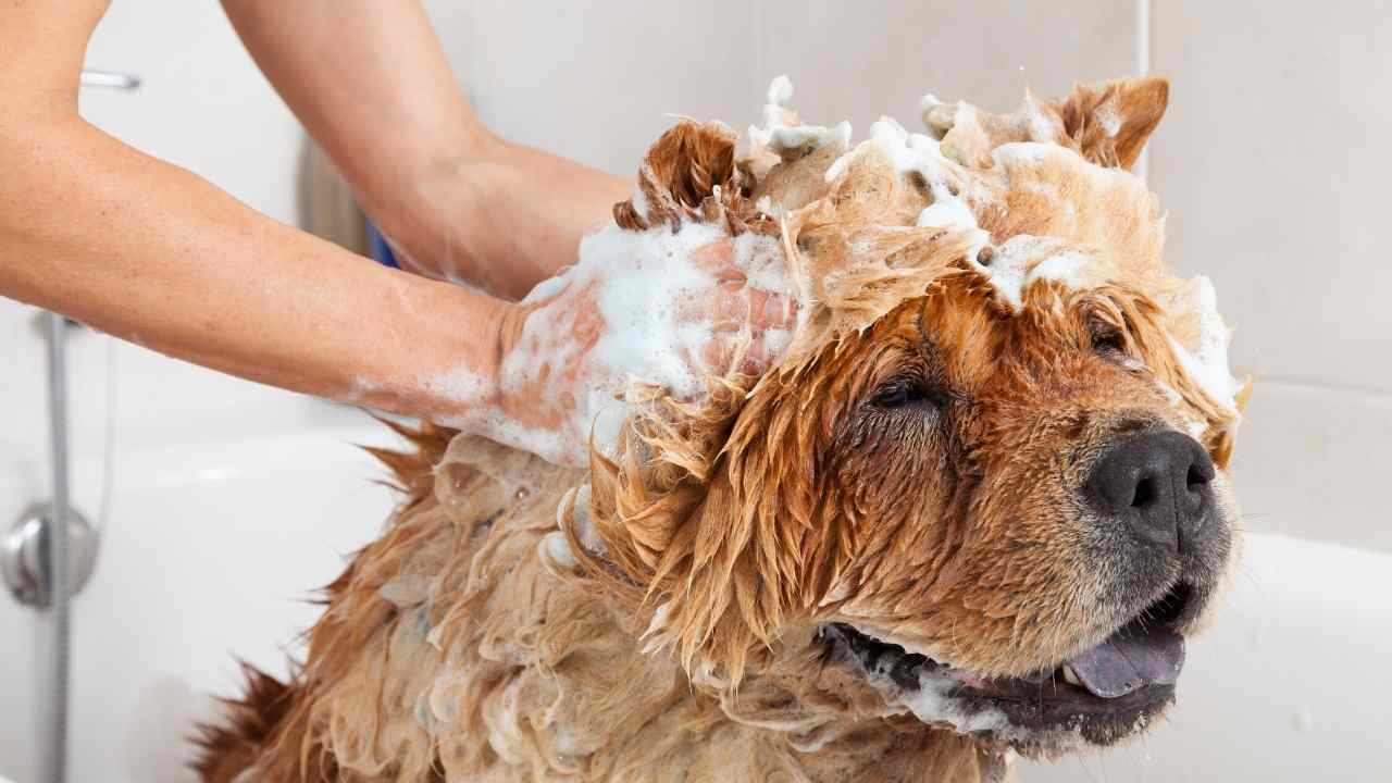What dog shampoo to buy?