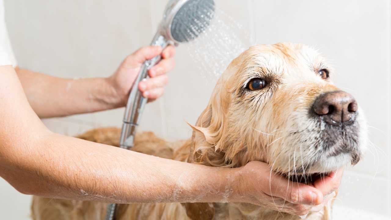 How to shampoo dogs?