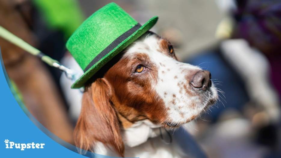 A cute setter dog parading for St. Patricks Day