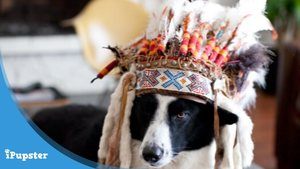 Dog wearing a native American headdress