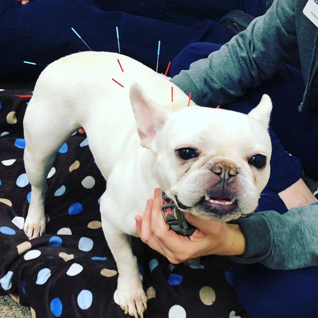 Bulldog getting accupuncture