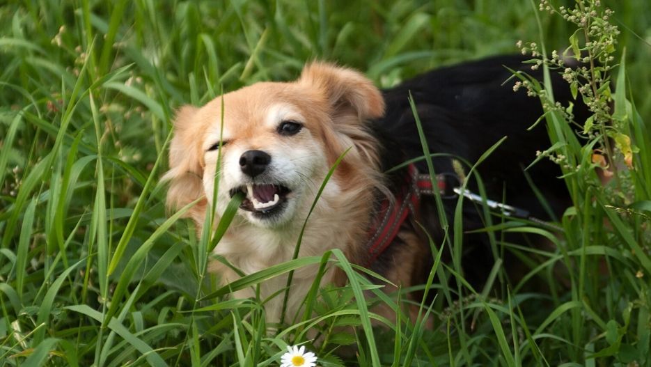 A small dog eating grass