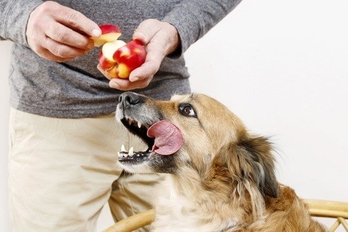 Owner feeding dog fresh apple pieces