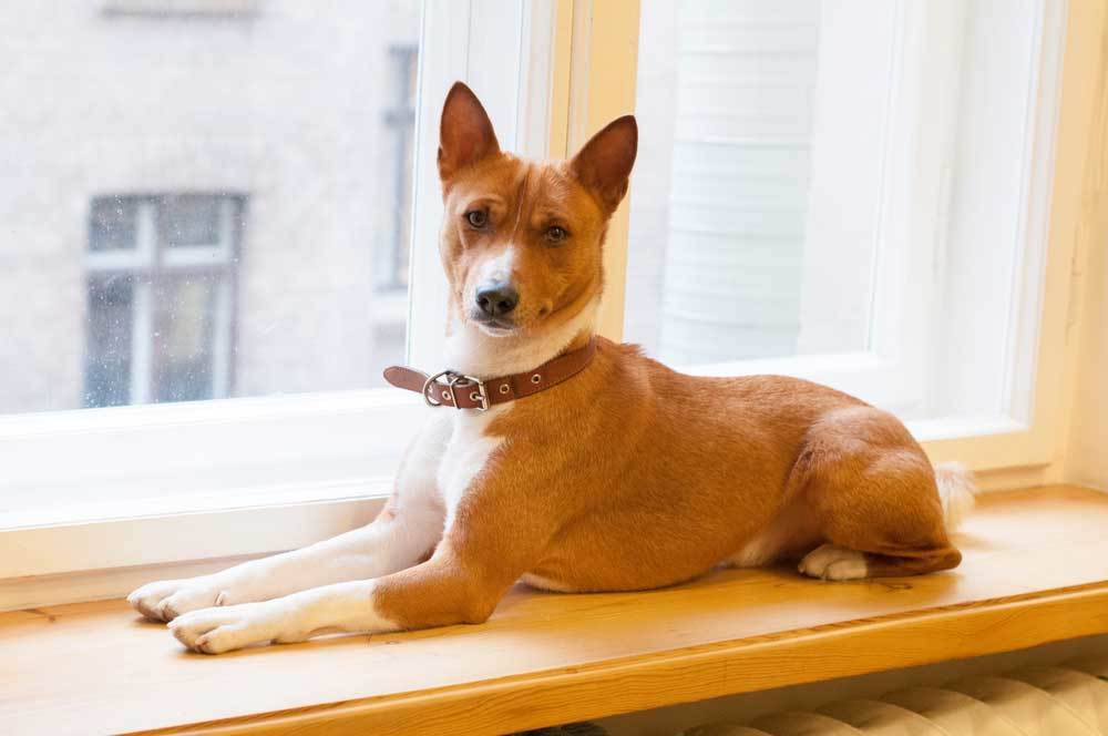 Pet dog in an apartment sitting on the window sill