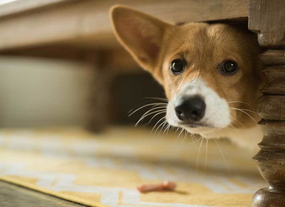 Dog hiding out under the table out of fear