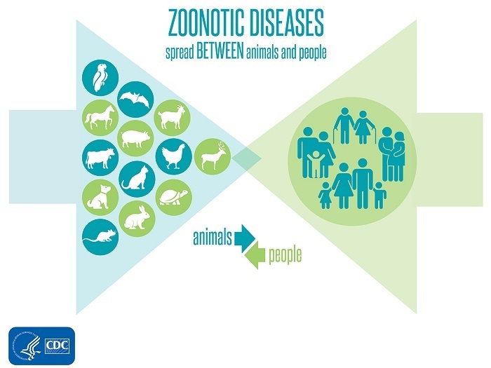 Zoonotic diseases graphic