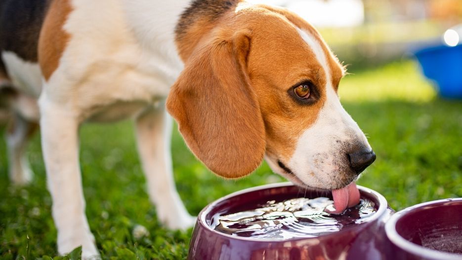 Beagle dog drinking water from dog bowl